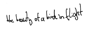 Vogel Phrase